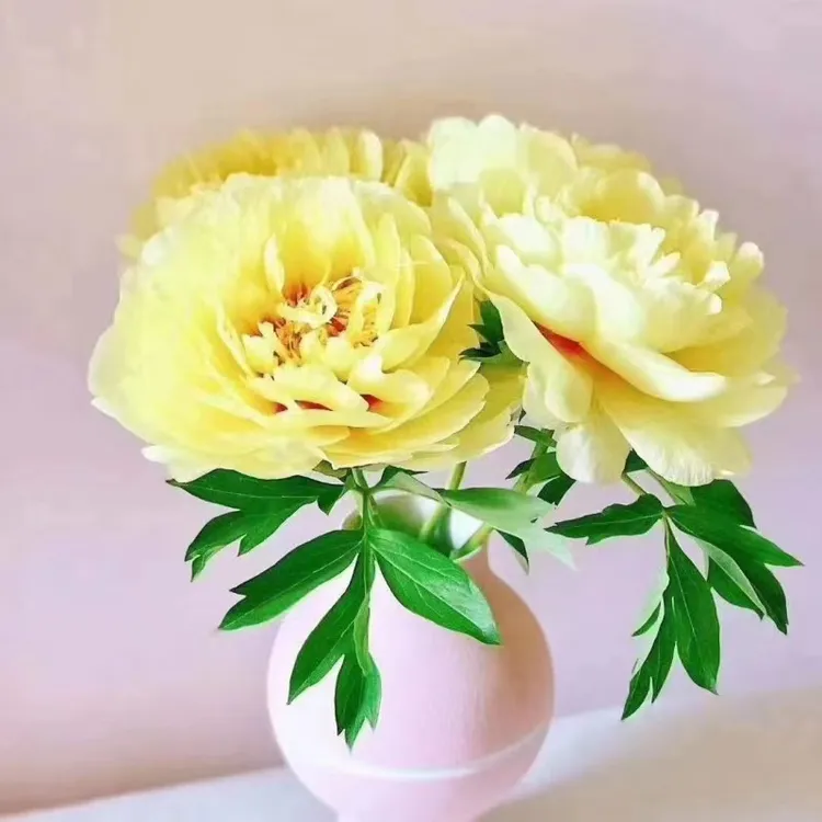 【3A芭茨拉现货】 芍药鲜切花 山东基地现货 顺丰包邮发货
