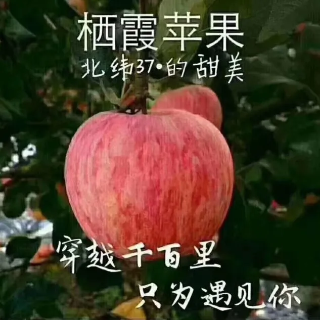 果园直发正宗烟台红富士净重9斤好果