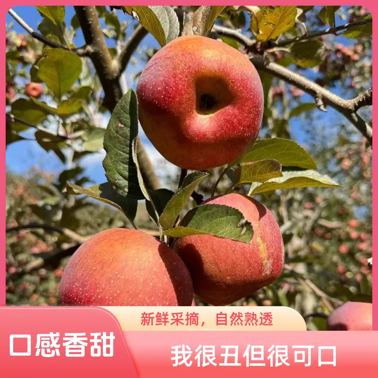大凉山盐源苹果 糖心苹果 丑苹果