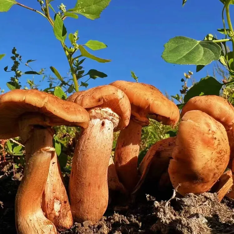 福弟精选《野生干榛蘑》