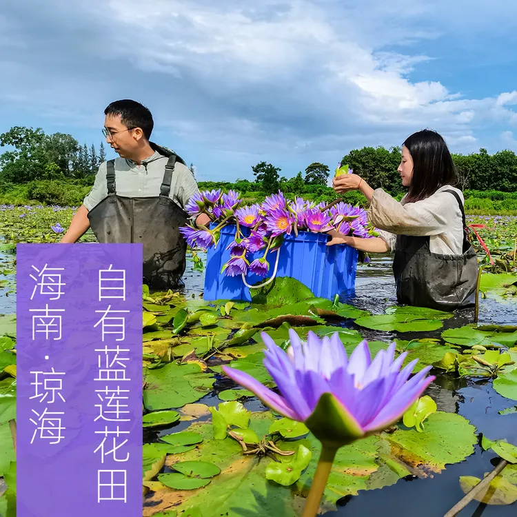 蓝莲花纯露天然补水保湿提亮肤色养肤正品植物爽肤水
