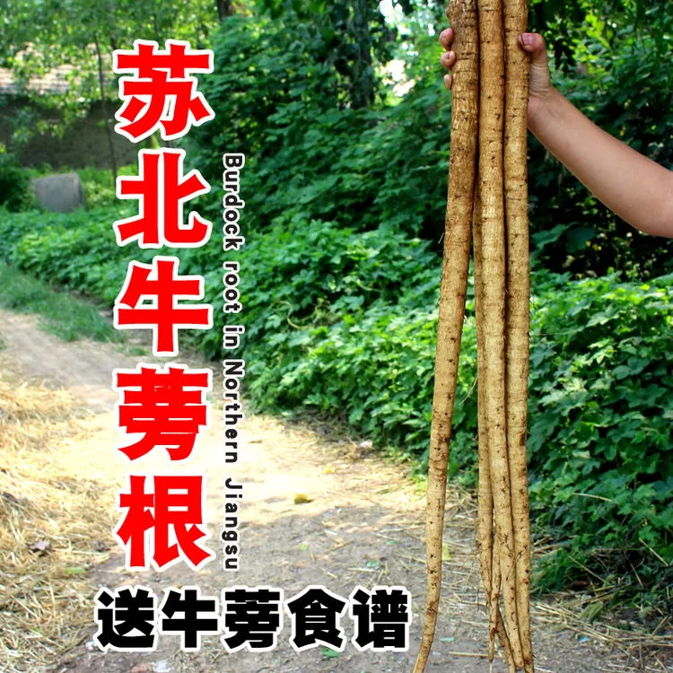 安疗榨汁黄皮牛蒡新鲜黄金牛蒡根5斤徐州牛旁膀榜食用美味自种菜