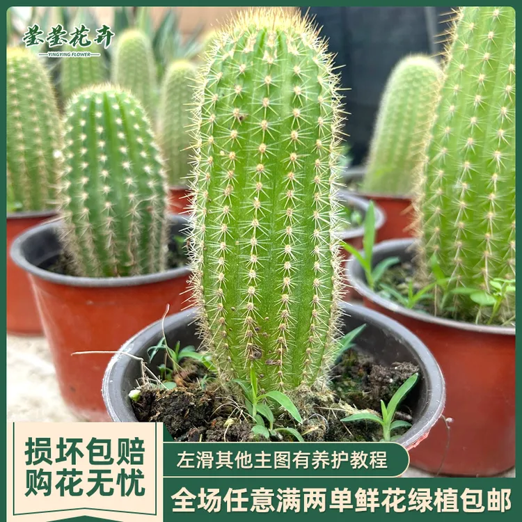 正版仙人球毛花柱彩草金纽飞碟丽花卉盆栽大花品种仙人球盆栽开花