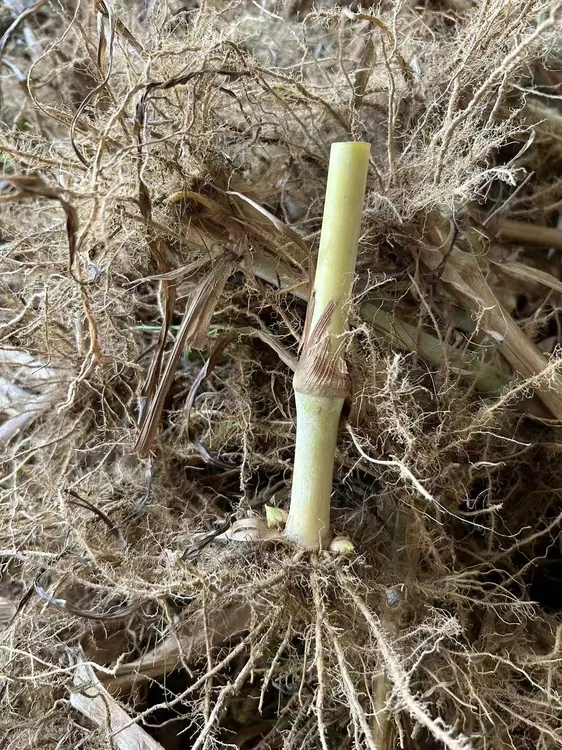 多年生高产牧草红象草甜象草3号金牧粮草种芽老蔸苗