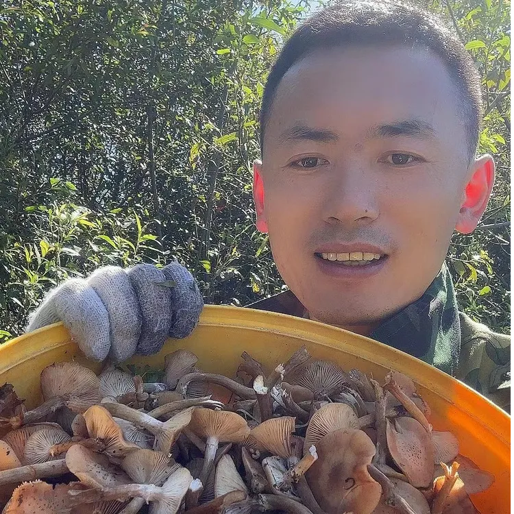 黑龙江野生榛蘑  秋榛蘑{25年新货}  东北山货特产250g/500g