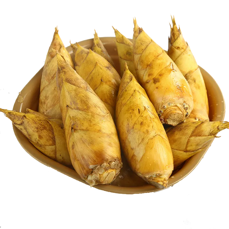 浙江杭州临安新鲜冬笋新鲜现挖中大笋大山里的冬笋天目笋