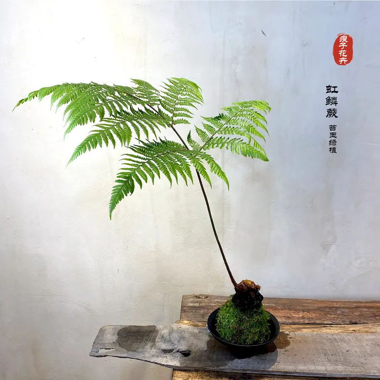 （一物一拍）虹鳞蕨、苔藓球、好养易活、室内绿植(不带盆）