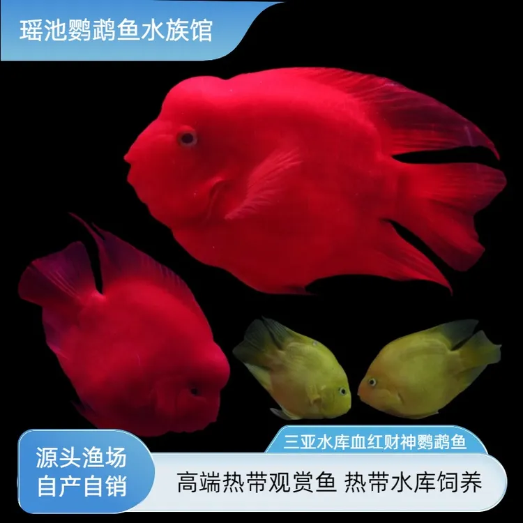 财神鹦鹉鱼养鱼活体宠物鱼热带观赏鱼红鹦鹉观赏活体鱼淡水