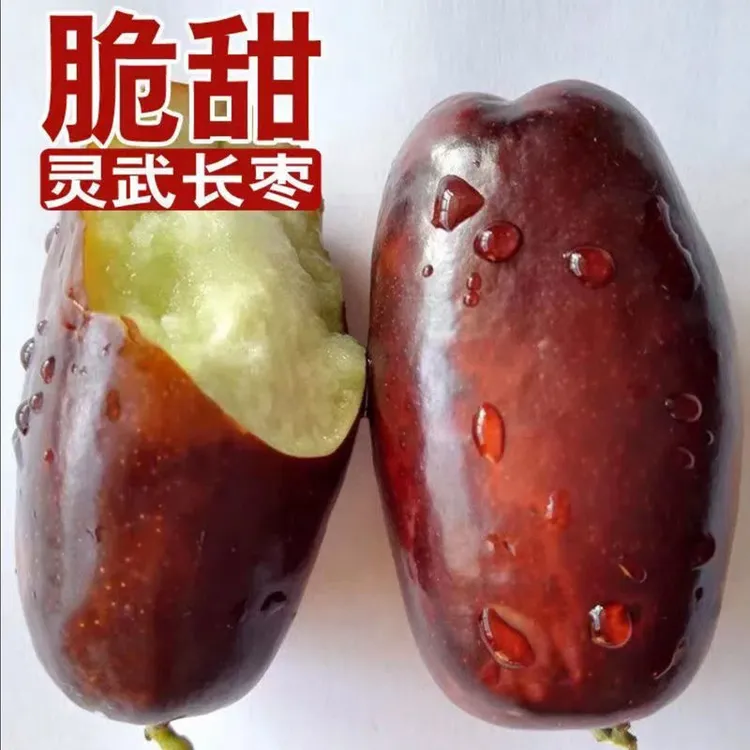 【坏果包赔】【现摘现发】【京东包邮】宁夏灵武长枣脆甜，农民自产