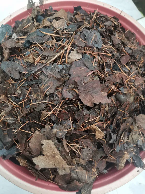 君子兰专用营养土，腐熟橡树叶，松针，木炭。三斤装偏远地区不包邮