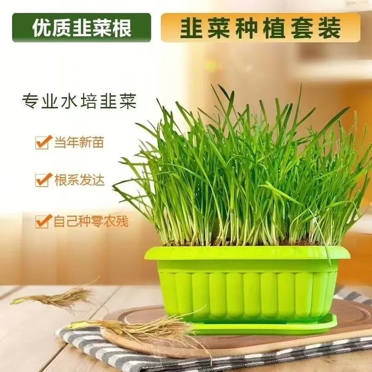 黄酒盆景可吃可观赏