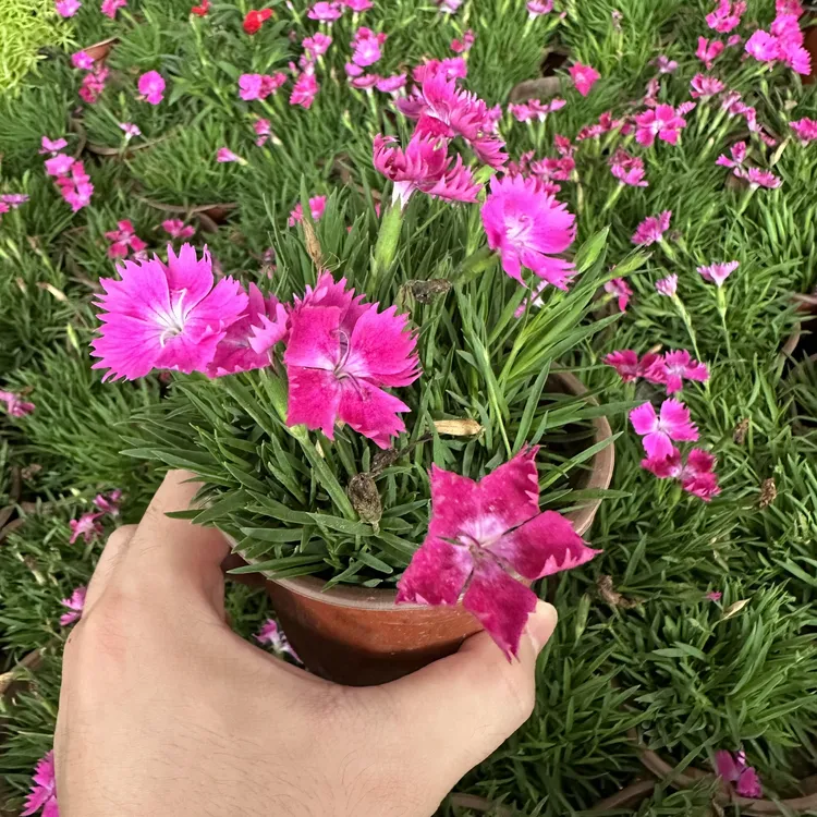 粉红色花海欧石竹庭院打造好搭档耐寒耐热耐寒室内外可成活开花长