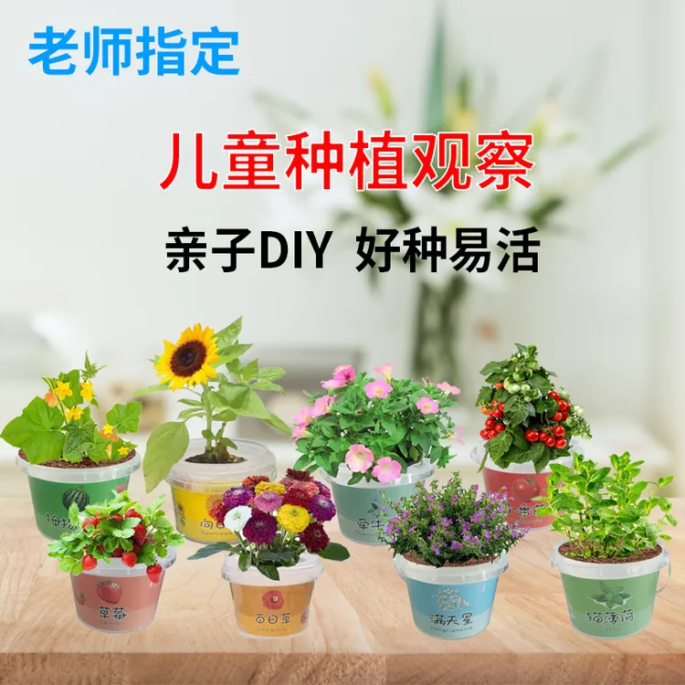 儿童种植吧盆栽创意植物手工Diy盆栽发芽办公室阳台阳光房萌种子