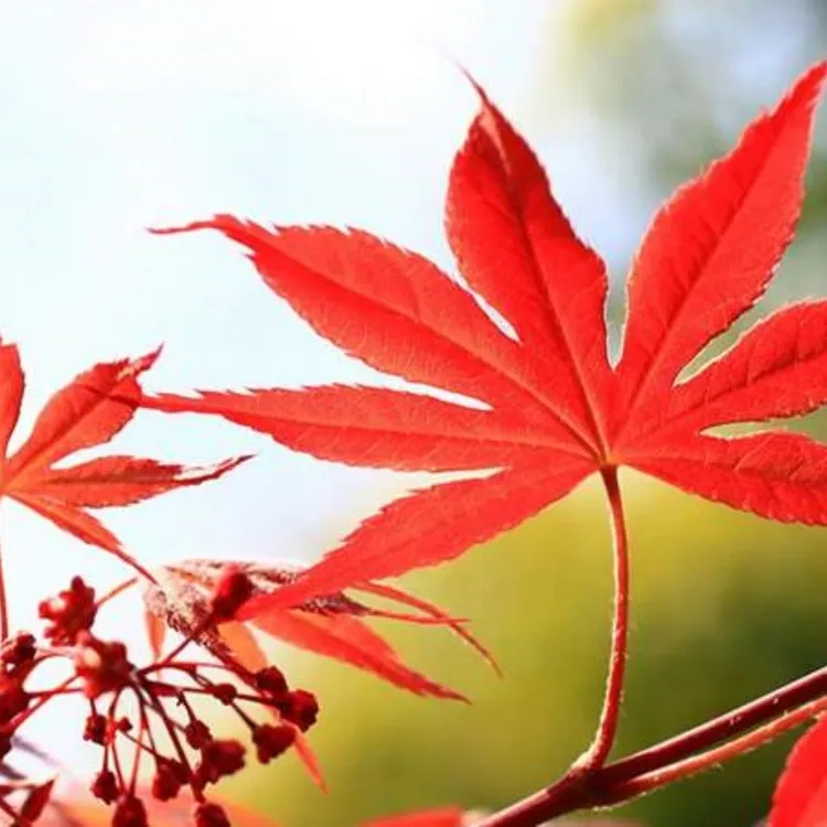 红舞姬 三季红冬天红叶别墅庭院花园栽植四季观叶山红叶实物销售