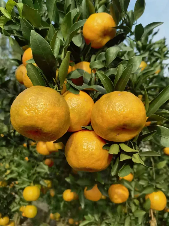 新凤椪柑(大果)，现摘现发新鲜到家