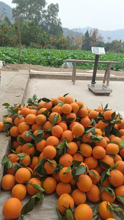 苍溪新凤纽荷大果出售，新鲜味美。