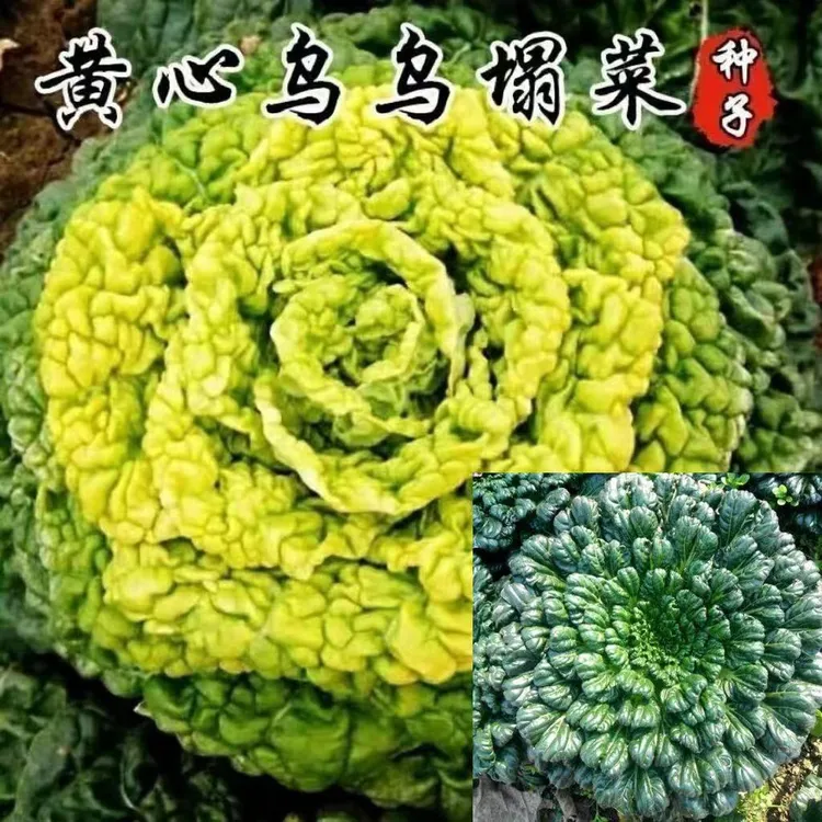 籽种拍三送一耐寒蔬菜种子乌塌菜/黄心乌塌菜种子耐低温种植蔬菜