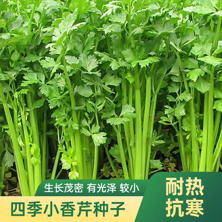 四季小香芹/大肉西芹菜根芹家庭蔬菜种子耐寒大块