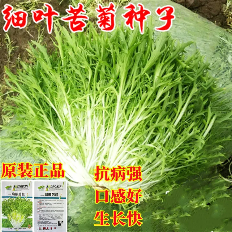 籽种拍三送一苦苣细叶黄心金花苦菊种籽绿叶碎叶苦菊蔬菜种子盆栽