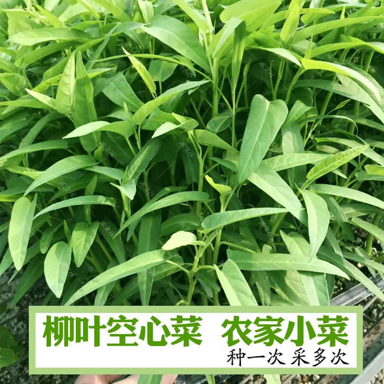 籽种拍三送一/三叉空心菜/大叶空心菜/柳叶白梗空心菜家庭种植