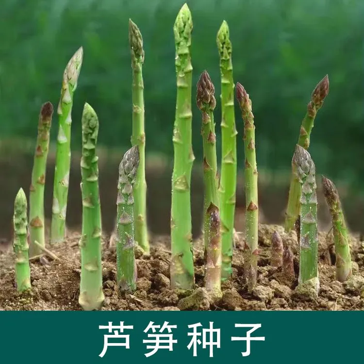 拍三送一四季芦笋种子耐寒耐热盆栽地栽紫色根茎蔬菜种植
