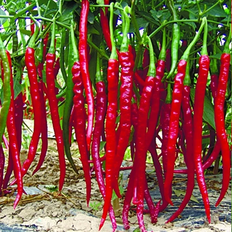 【香辣二荆条】种子四季盆栽地栽超辣辣椒种子家庭简单种植