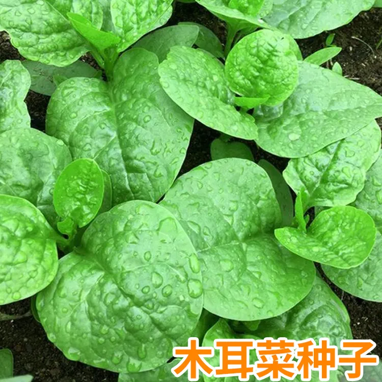 籽种拍三送一大叶木耳菜种子菜苗菜四季阳台盆栽种子种植易活生长
