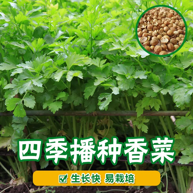 拍三送一四季老品种香菜大叶香菜、香菜种子家庭种植蔬菜种子