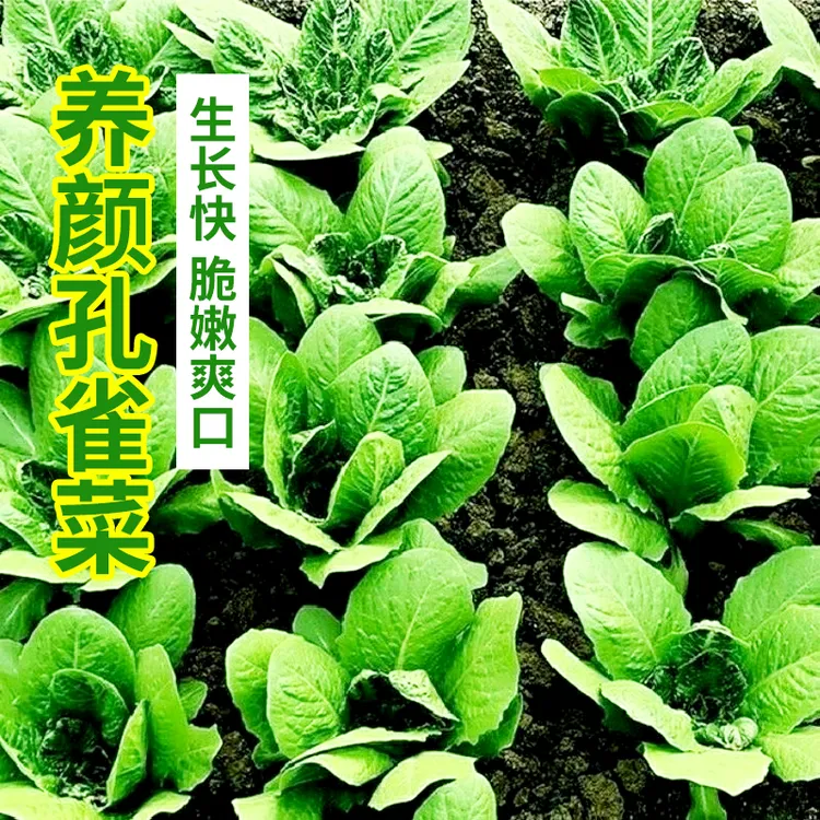 拍三送一孔雀菜籽四季高钙罗马直立生菜种子农家易种蔬菜种子简单