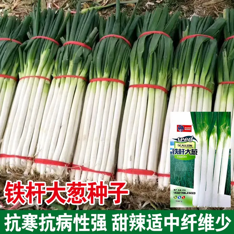 籽种拍三送一四季小香葱、铁杆大葱种子四季家庭种植种子