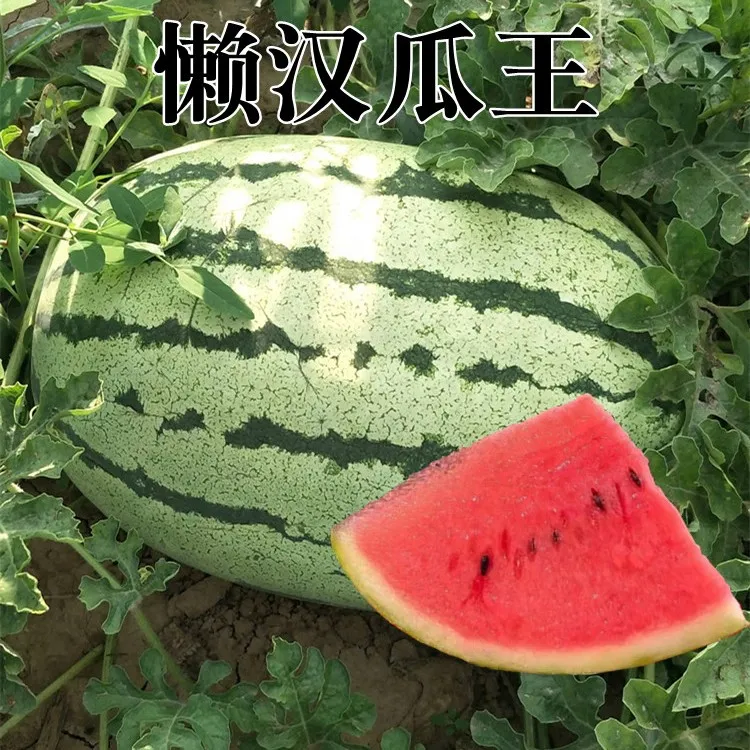 籽种拍三送一西瓜大全8424懒汉瓜王黑美人拇指西瓜家庭种植种子
