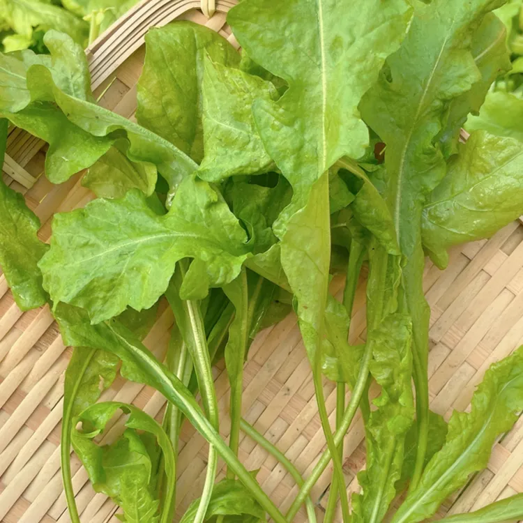 籽种拍三送一荠菜种子农家四季大叶春野菜种籽食用盆栽种植蔬菜