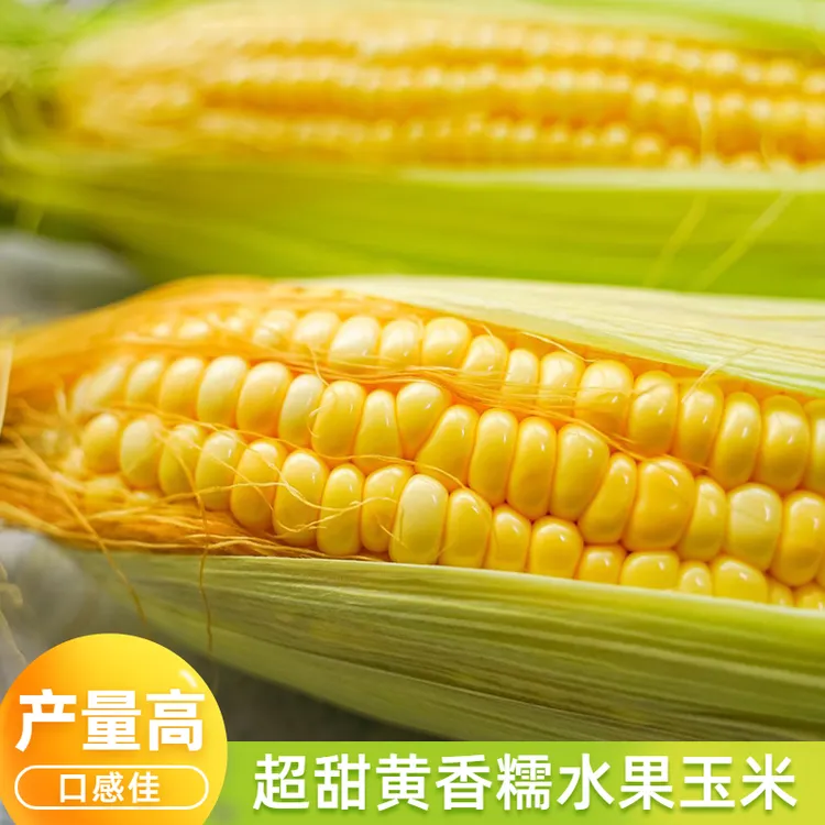 籽种拍三送一播种香甜水果玉米种子家庭种植蔬菜种子简单发芽生长