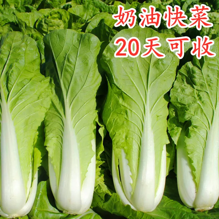 奶油快菜种子/奶油小白菜种籽青菜四季速生蔬菜种籽