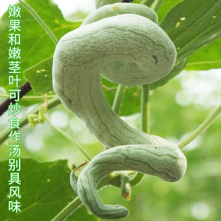 拍三送一四季长蔬菜种子巨型蛇瓜特长南方易种豆角简单种植