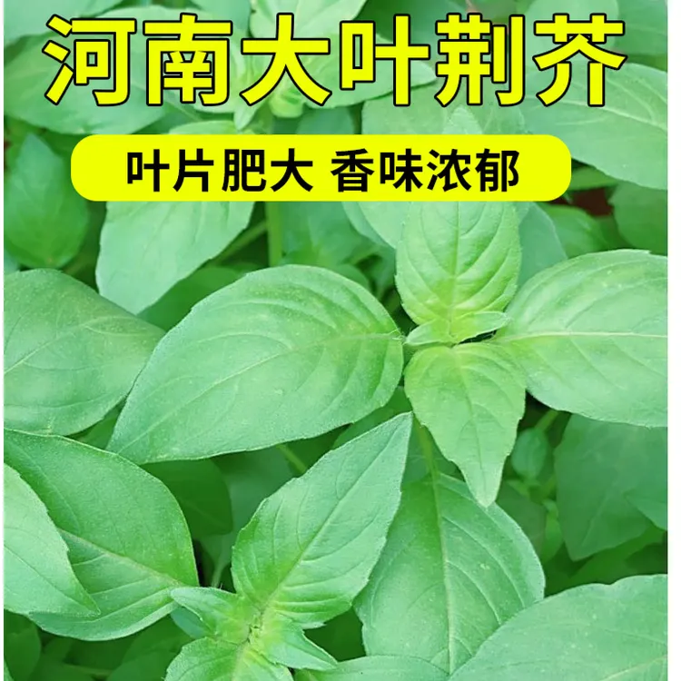 籽种拍三送一源头直销荆芥种子四季大叶荆芥种植蔬菜种子