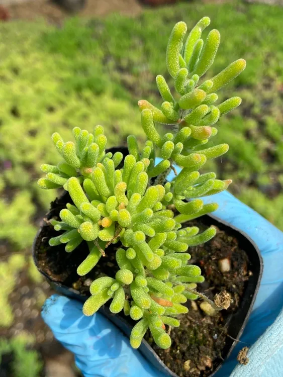 枝干番杏荧光兔10盆装 脱土发货 控养小群生 多肉植物 趣味盆栽