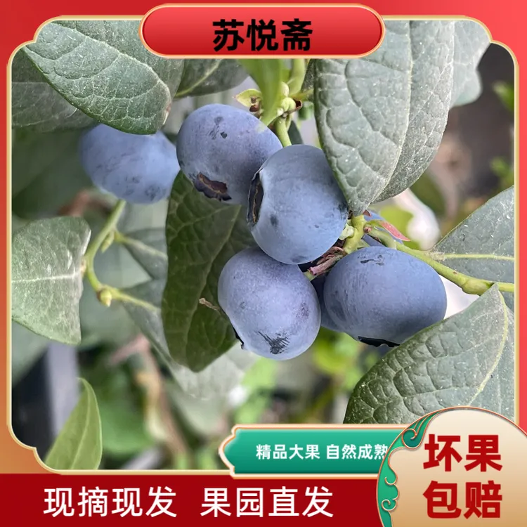 精选原生态新鲜采摘饱满营养多汁大果径12mm-18mm125g/盒ST