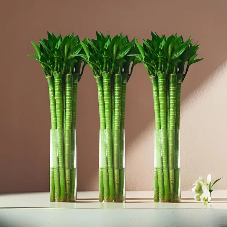 龙竹 文昌竹 4支带根 富贵转运竹节节高水培植物室内客厅水养绿植