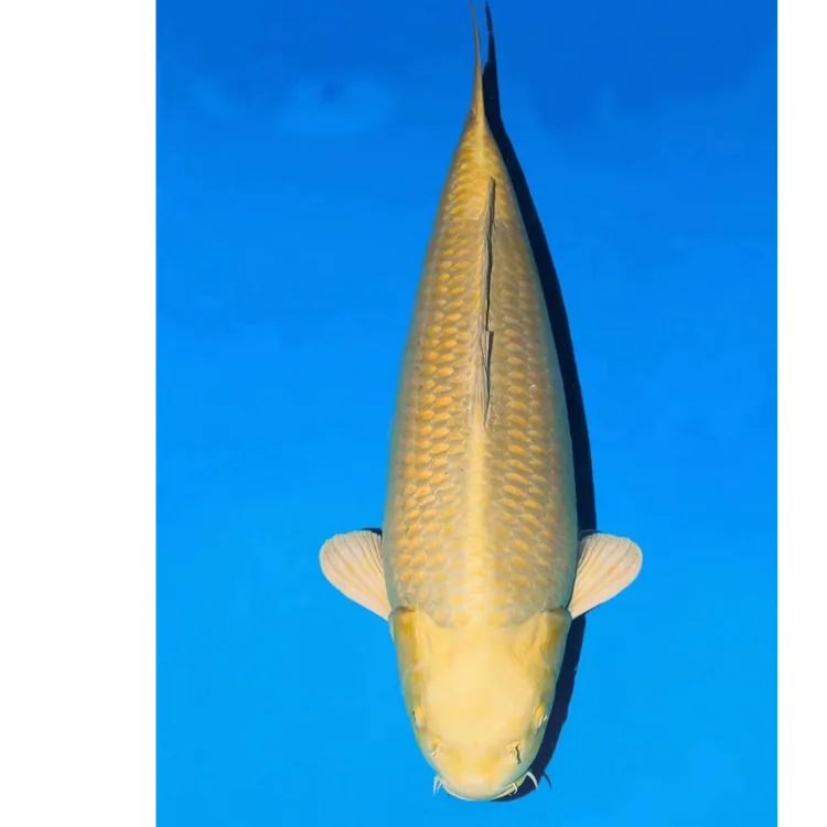 进口锦鲤芥子鲤活鱼小型鱼鱼观赏鱼锦鲤观赏鱼锦鲤锦鲤鱼饲养