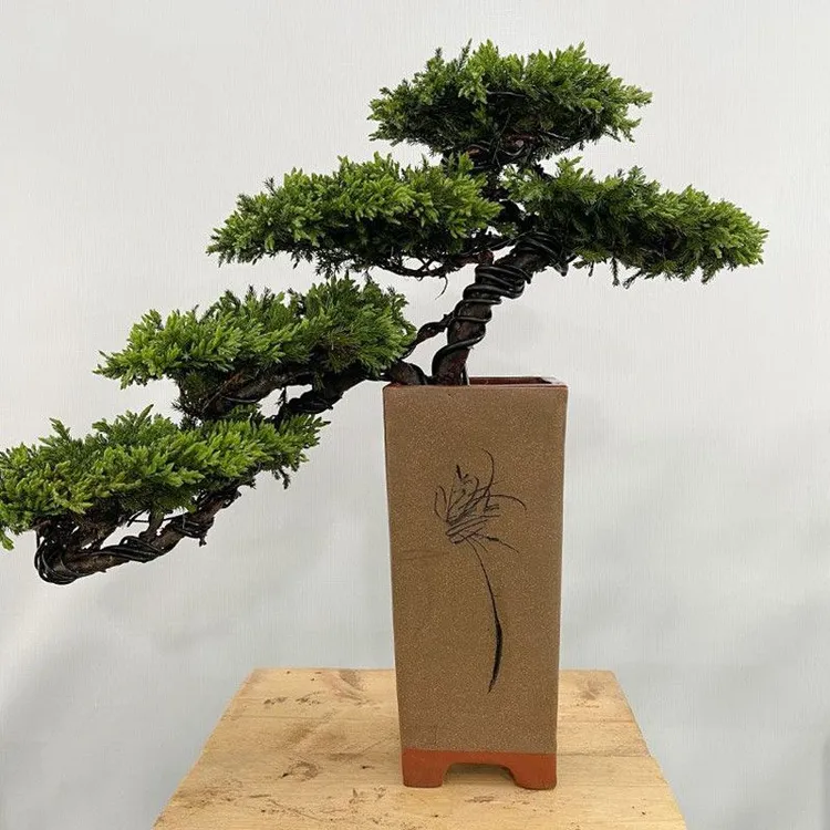 直播间一物一拍盆景罗汉松五针松柏树高档盆景花卉盆栽小叶榔榆