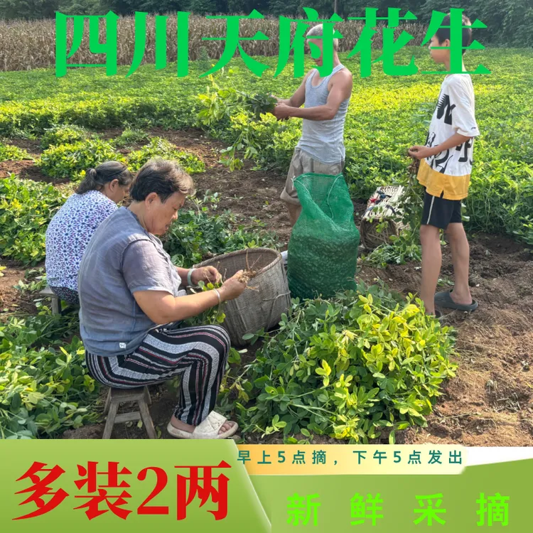 四川天府花生新鲜现挖湿花生天府水果花生泥巴花生粉皮花生
