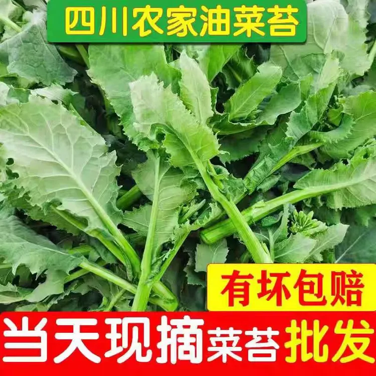 四川新鲜油菜苔时令蔬菜鲜嫩农家自种生态青菜现摘菜苔新鲜包邮