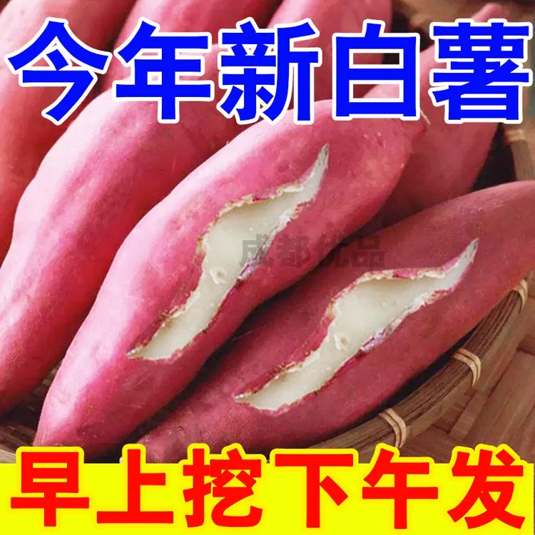 24年新挖白心板栗红薯5斤9斤包邮新鲜蒸煮香甜健康好吃直供