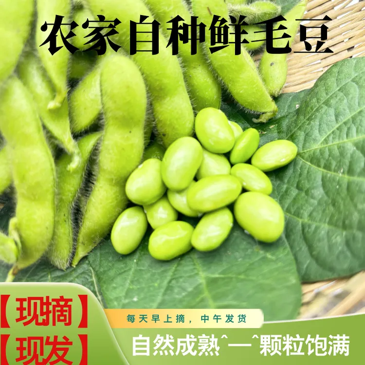 毛豆新鲜带壳青豆嫩黄豆生大豆豆荚商用凉拌本地农家豆子时令蔬菜