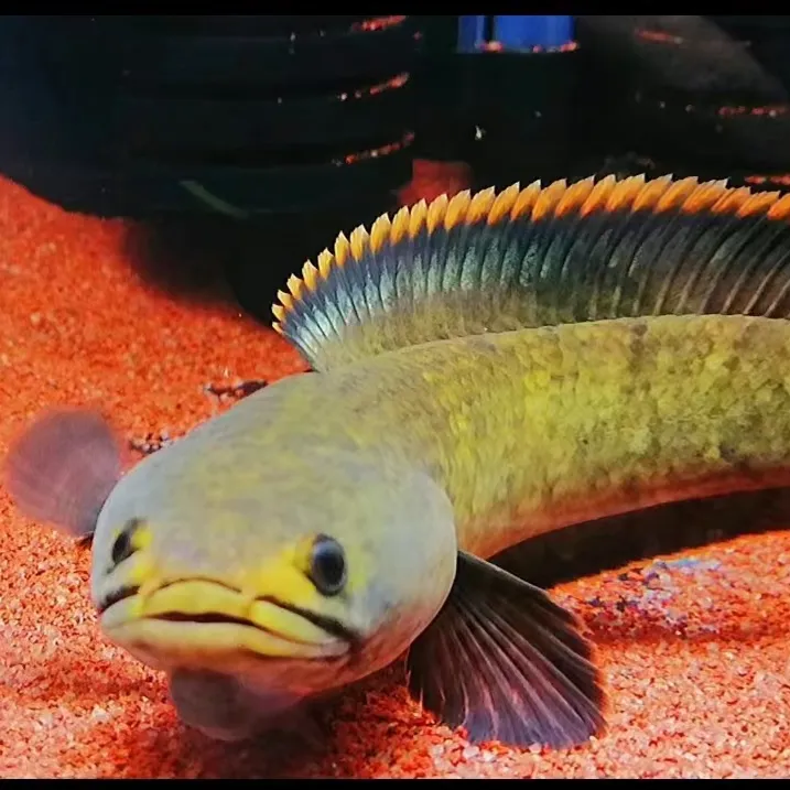 彩虹精品原生南鳢鱼七彩冷水鱼龙鱼淡水鱼凶猛鱼观赏鱼