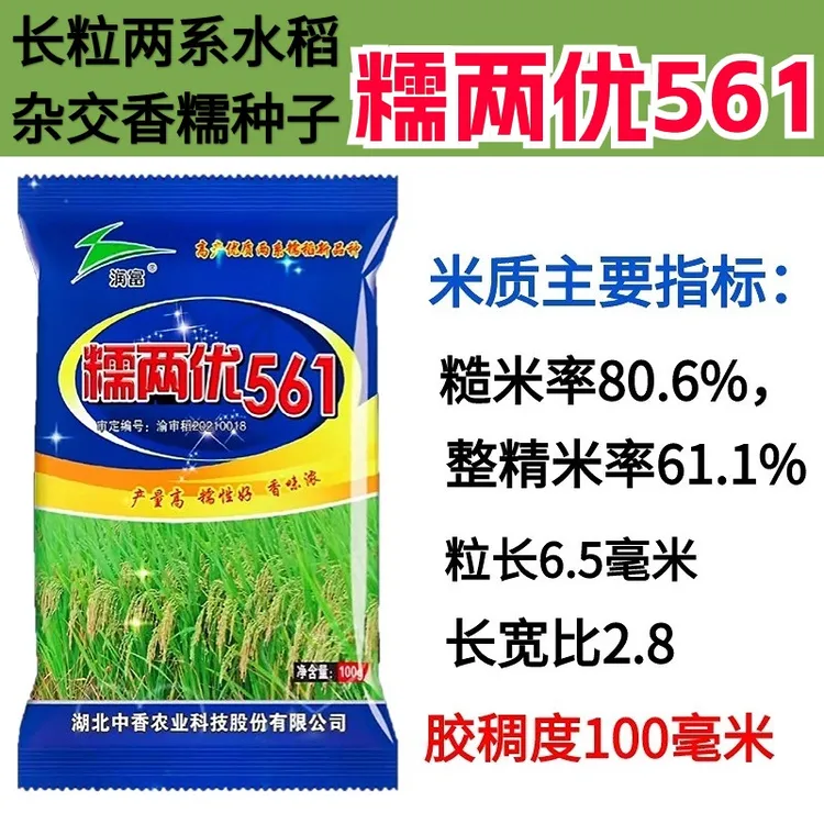  杂交糯谷种子糯两优561长粒香糯种子品质好产量高杂交糯稻种