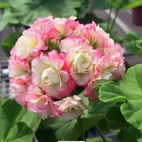 【苹果碗】重瓣天竺葵 【包对版 】好养花卉 山东基地直发 不带花苞