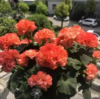 【莫瑞】不带花苞 重瓣大大花球天竺葵