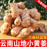 云南高山小黄姜【2年老姜】现挖现发无硫磺姜香浓郁辣味十足3-5-9斤
